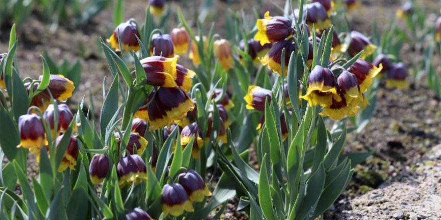 Erzincan'ın süs bitkileri tescil aldı