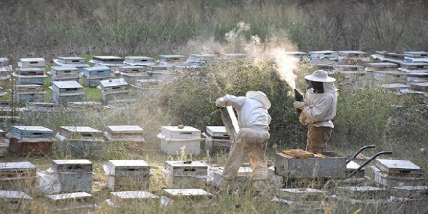 Arı üreticilerine müjdeli haber