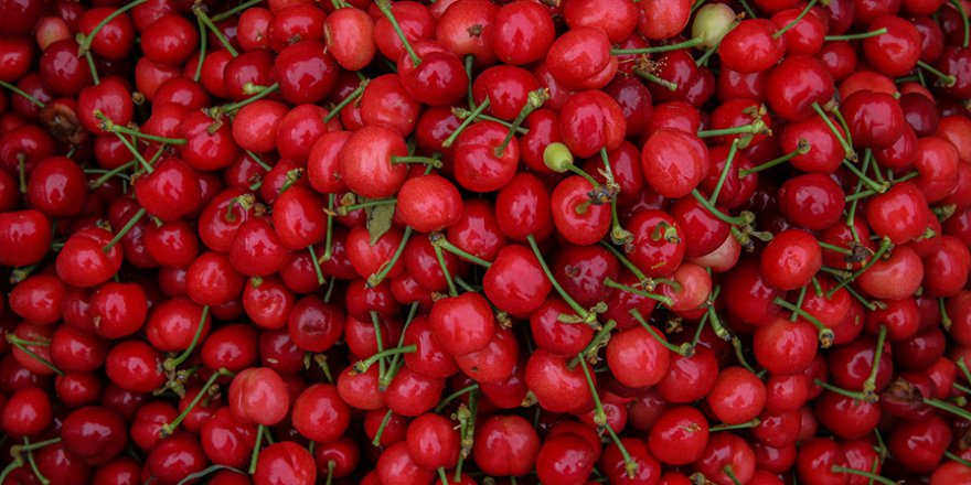 Kiraz Güney Kore pazarına açılıyor