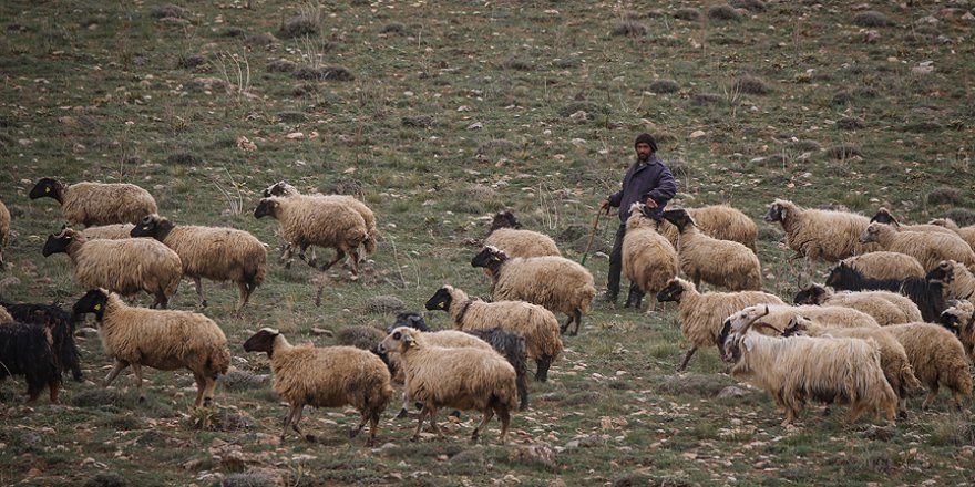 Yayla yasağının kalkması ile hayvancılık şahlanacak