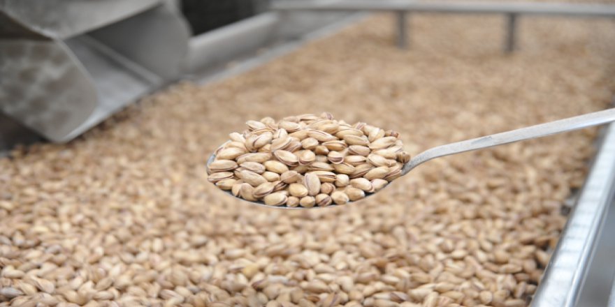 Bu yıl Antep fıstığında rekolte yüksek