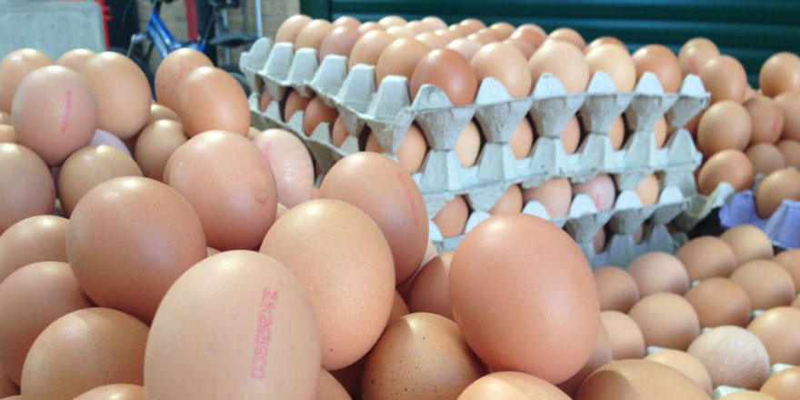 Yumurtanın kabuğunda yoksa 174'ü arayın