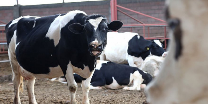 "250 Bin Düve Projesi"ne başvurular için geri sayım başladı