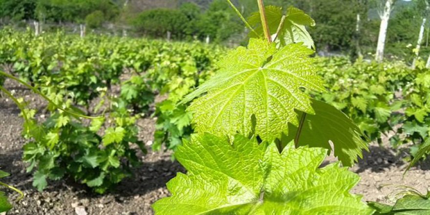 Yaprağı meyvesinden 10 kat daha fazla kazandırıyor