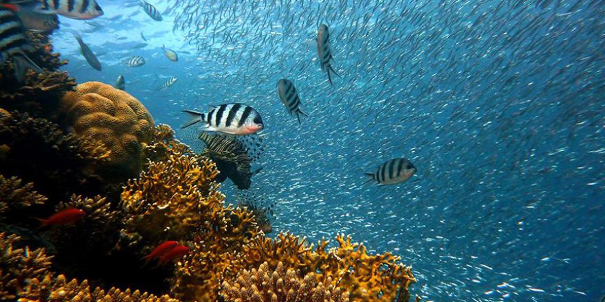 12 yeni deniz canlısı keşfedildi