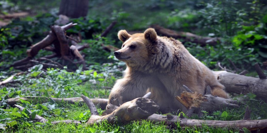 Baharın gelmesi ayıları kış uykusundan uyandırdı
