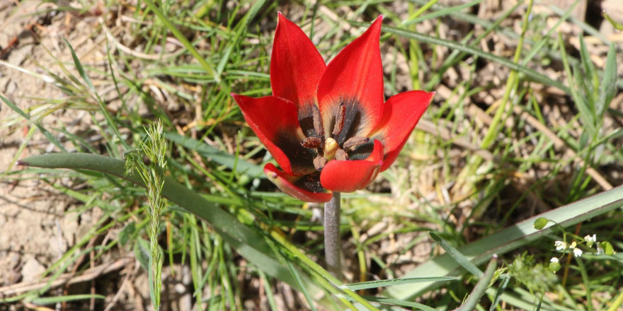 Bu laleyi koparmanın cezası 60 bin lira