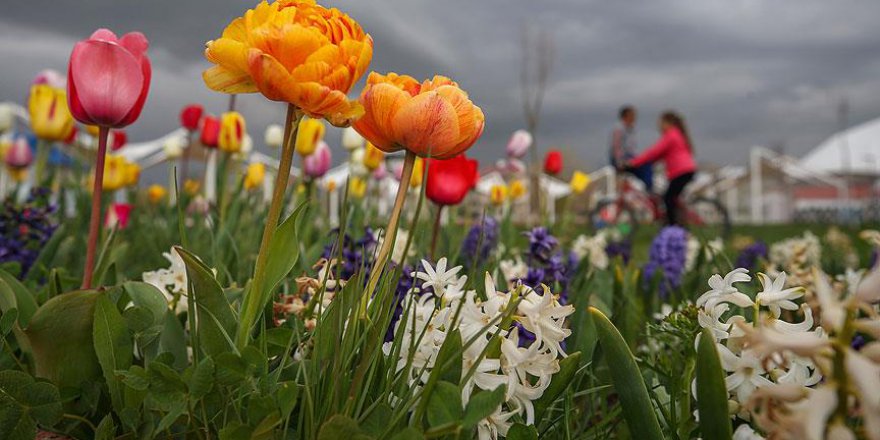 Van 'bir milyon çiçek'le renkleniyor