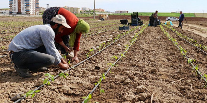 Bismil Belediyesi ihtiyaç sahibi ailelere tarım arazi tahsis etti
