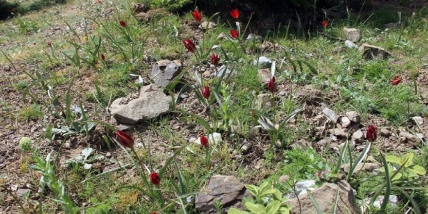 Bu çiçeği koparan yandı: Cezası 48 bin TL