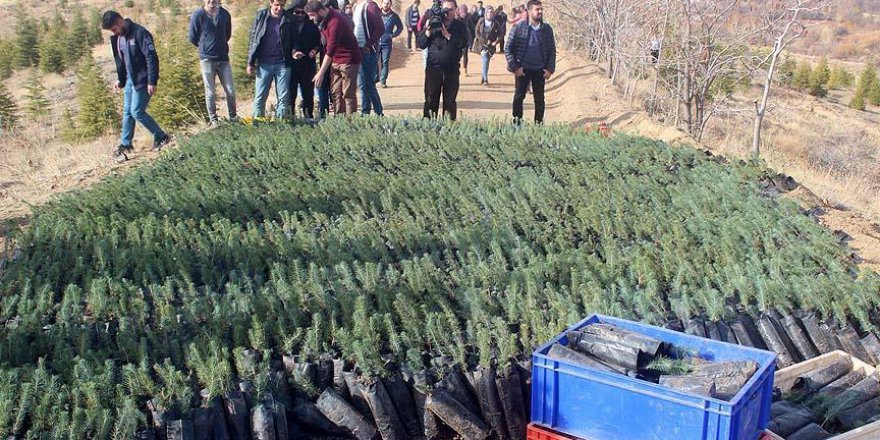 Çevre kuruluşlarının gönüllüleri 100 bin fidan dikecek