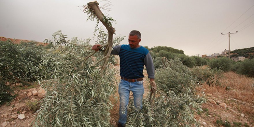 İşgalci İsrail gözünü Filistinlilerin tarım arazilerine dikti