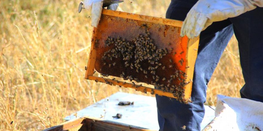 Yaylaların kullanıma açılması en çok arıcıları sevindirdi