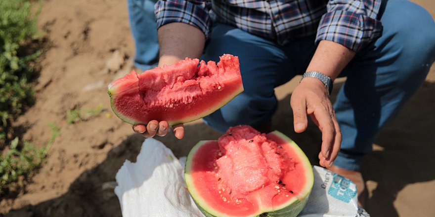 Adana'da 'ham karpuz timleri' iş başında