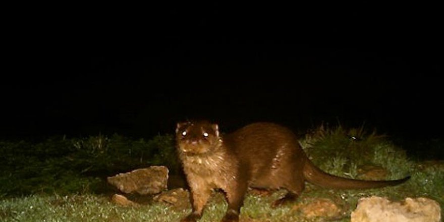 Eskişehir'de su samuru ilk kez görüntülendi