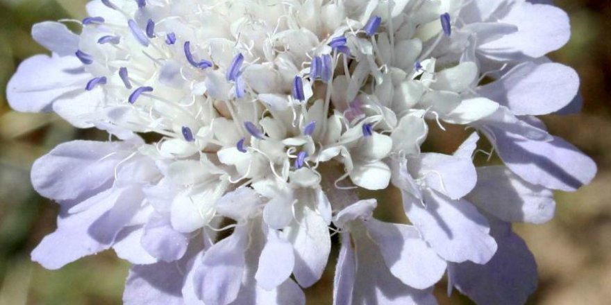 Kansere şifa için kainat eczanesinden yeni umut Türkiye'de