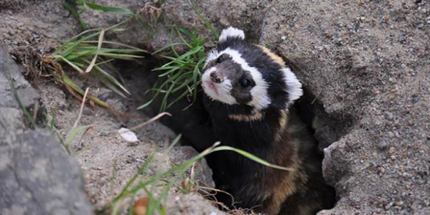 Nesli tehlikede olan alaca sansar görüntülendi