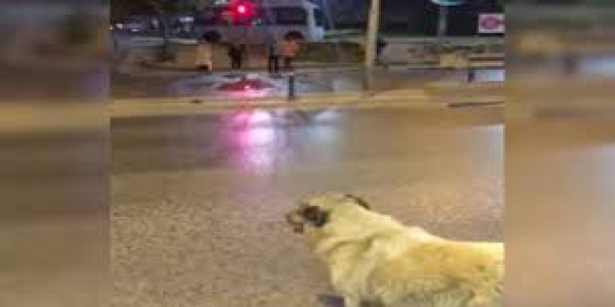 Trafik ışıklarına uyan sokak köpeği