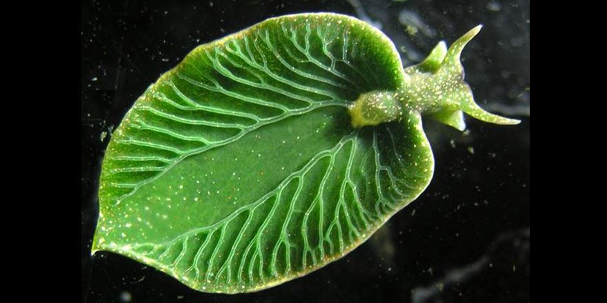 Subhanallah! Güneş paneli gibi çalışan, Fotosentez yapan canlı keşfedildi