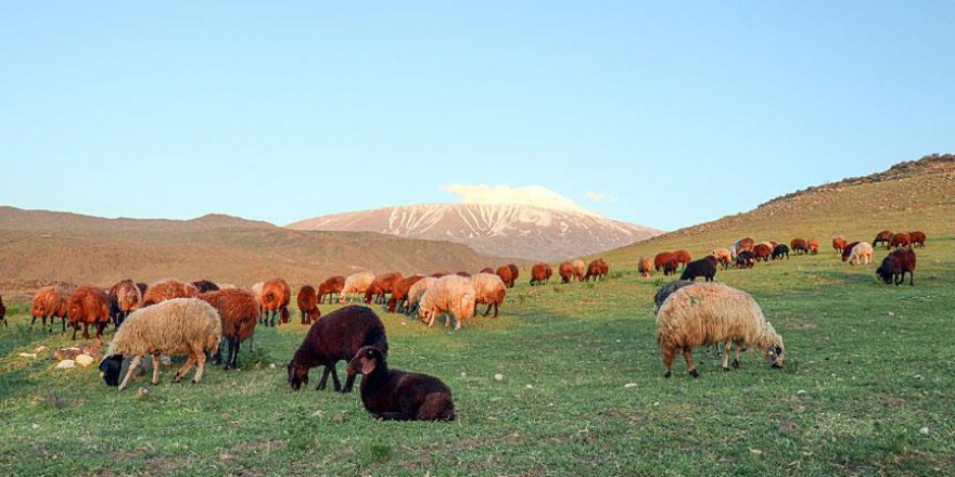 Doğu Anadolu'da koyunlara yayla tıraşı