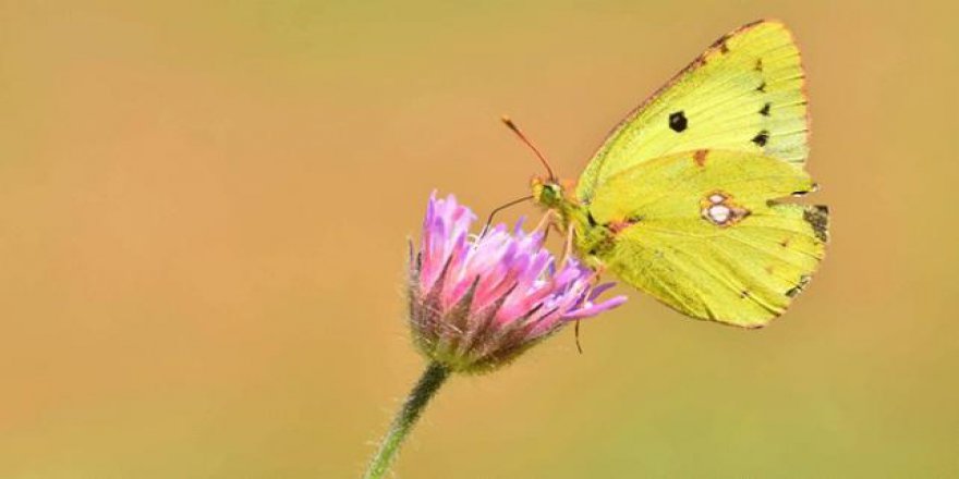 Nadir görülen Doğu Azameti kelebeği fotoğraflandı