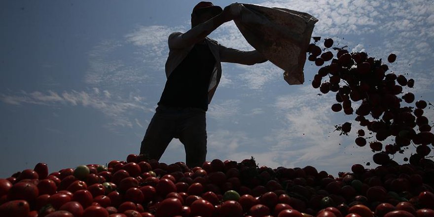 Tarım işçilerinin mevsimlik göçü başladı
