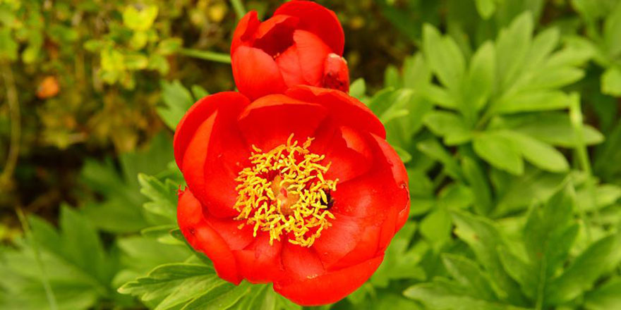 'İtecik lalesi'ni koparana rekor ceza