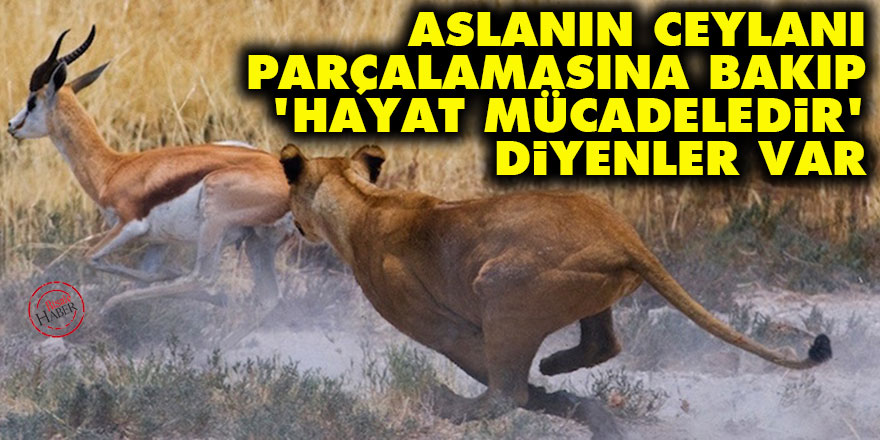 Aslanın ceylanı parçalamasına bakıp 'hayat mücadeledir' diyenler var