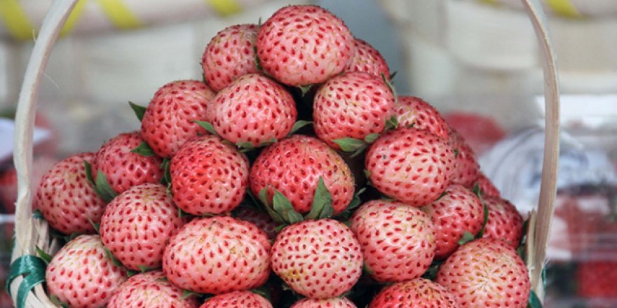Pazara inmeden alıcı bulan Osmanlı çileği ilk ürünlerini verdi