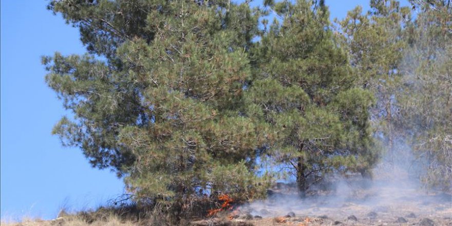 Mangal yüzünden bir orman heba oldu