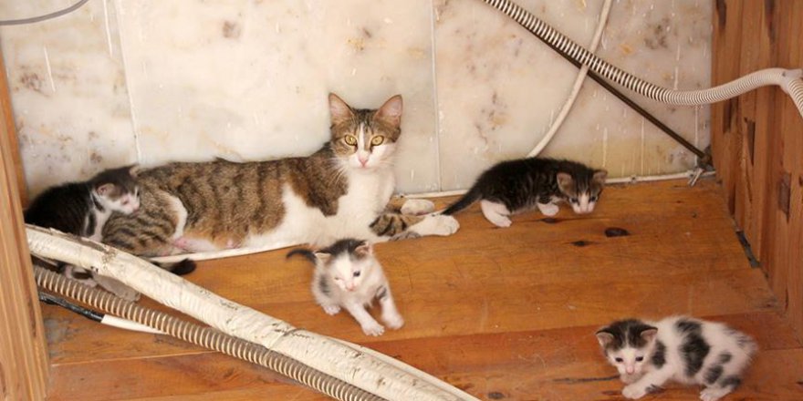 Camide yuva yapan kedi ve yavruları barınağa kavuştu