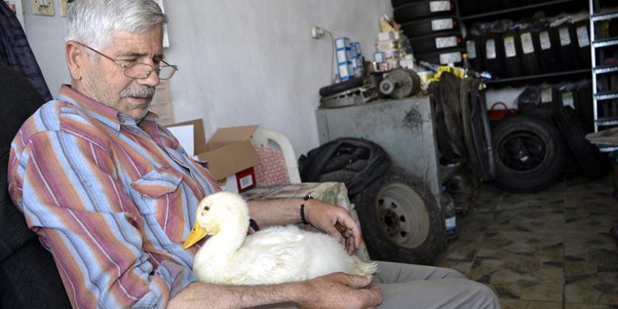 Ördeğiyle dostluğu görenleri şaşırtıyor