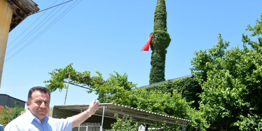Sarmaşıklar cami ve minareyi kaplıyor