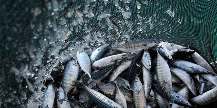 Balık fiyatları düşmüyor