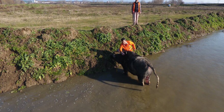 Mahkumlardan manda yetiştiriciliğine destek