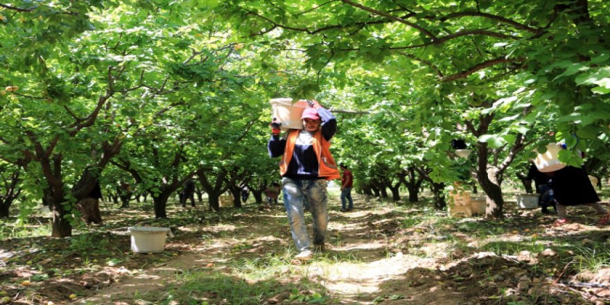 Suriyeli tarım işçilerinin zorlu Ramazan mesaisi