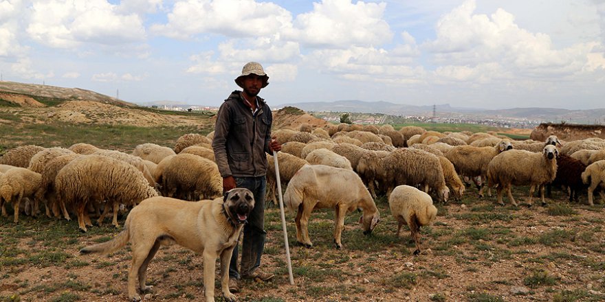 Kangal'ın yurt dışındaki popülerliği artıyor