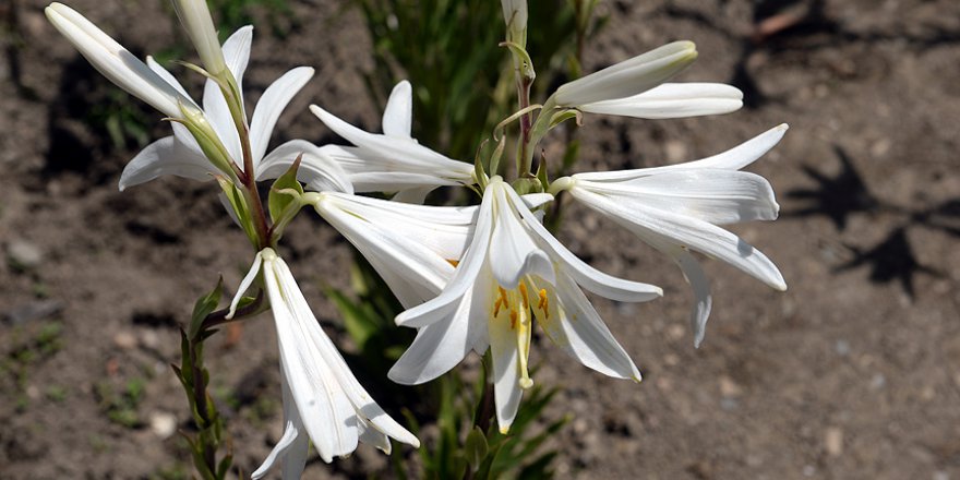 Ak zambağın yağının kilogramı 5 bin avrodan satılıyor
