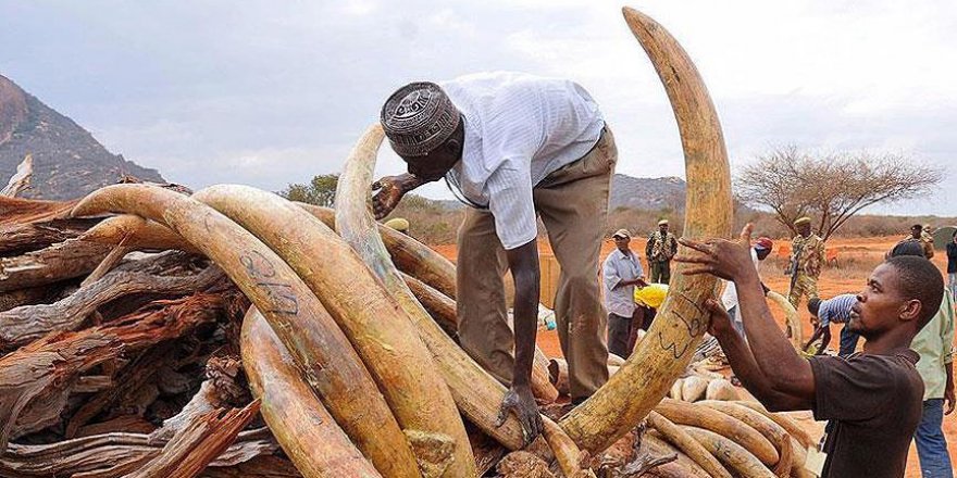İnternetten vahşi yaşam ticareti