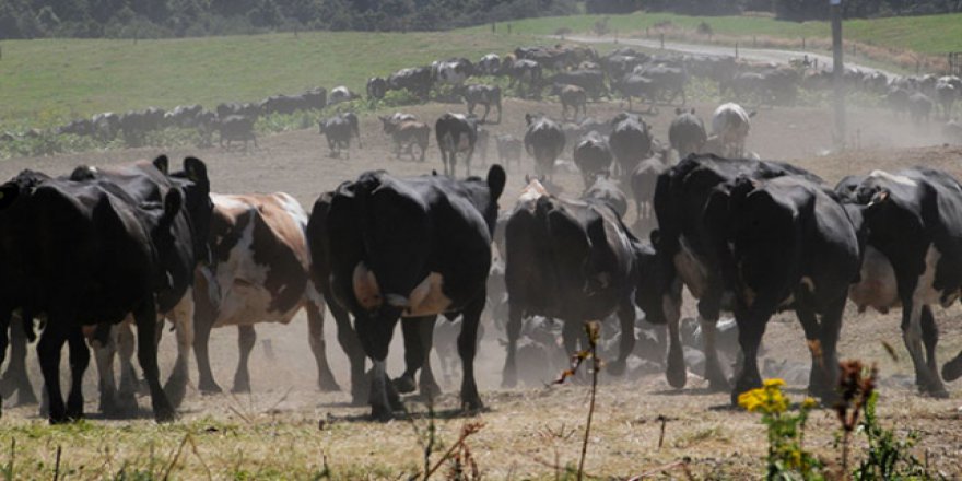 Yeni Zelanda'da bakteri nedeniyle sığırlar itlaf edilecek