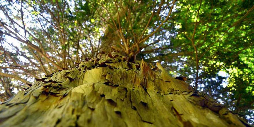 Çevreyi korumaya 133,4 milyar lira harcadık