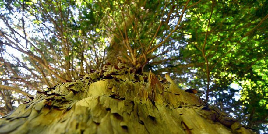 Avrupa'nın en yaşlı ağacı yaklaşık bin 230 yaşında