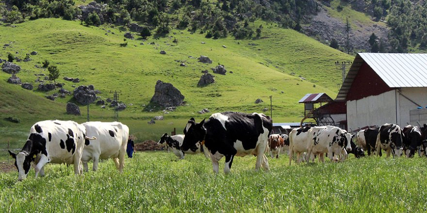 Avrupa'daki yüksek vergiden kaçtı, Türkiye'de sütçü oldu