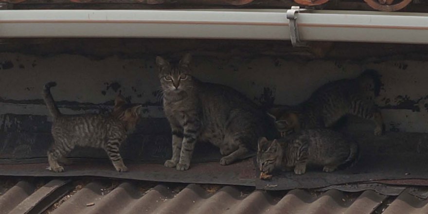 'Sıfır Atık' projesi kedi ve köpeklere yaradı