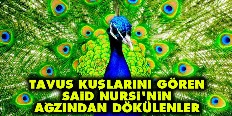 Tavus kuşlarını gören Said Nursi'nin ağzından dökülenler