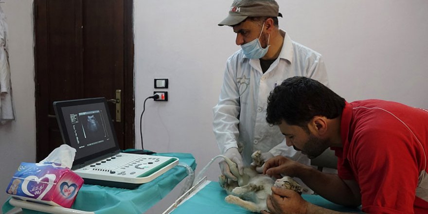 Halepli hayvansever kedilere sahip çıktı