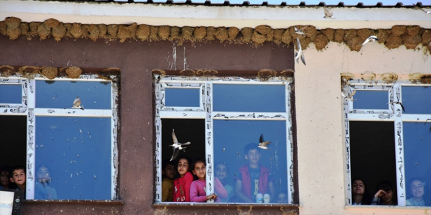 Kırlangıçlar yuva için okulu tercih etti