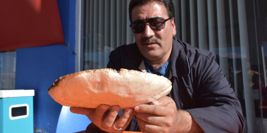 Dev çayır mantarı görenleri şaşırtıyor