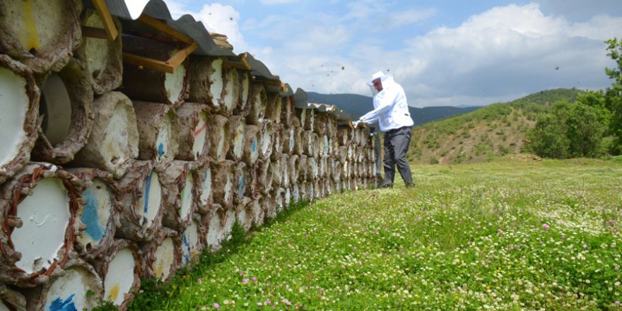 Yayla yasağının kalkması karakovan balında rekolteyi artıracak