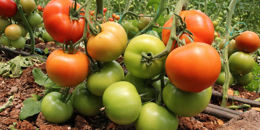 Domates, Mersinli üreticinin yüzünü güldürdü